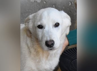 Roderico - Für diese traurige Geschicht...