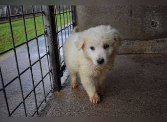 Calira - SOS - Weiß jemand, was aufpassen eigentlich heißt?