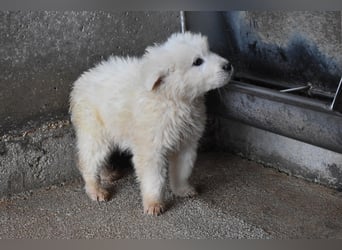 Clyro - SOS - Weiß jemand, was aufpassen eigentlich heißt ?