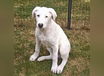 Boss - So viel Abenteuerliches...