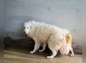 Volturno - Alles was es braucht, ist eine Chance