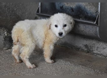 Cilwen - Weiß jemand, was aufpassen eigentlich heißt ?