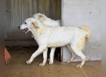 Harriette - weiß, es wird einmal ein Wunder gescheh'n