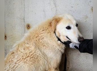 Frieder - Gibt es ein Leben jenseits von Schmerz und Einsamkeit?