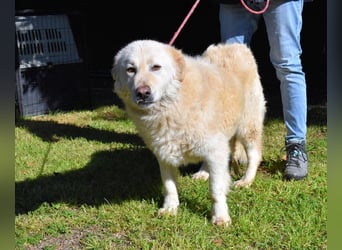 Fyona - Hell wie das Licht