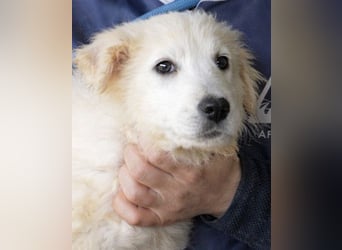 Calira - SOS - Weiß jemand, was aufpassen eigentlich heißt?