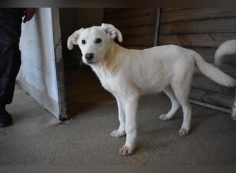 Roderico - Für diese traurige Geschicht...