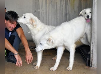 Harriette - weiß, es wird einmal ein Wunder gescheh'n