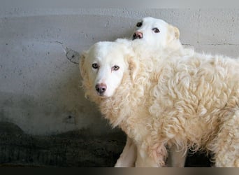 Volturno - Alles was es braucht, ist eine Chance