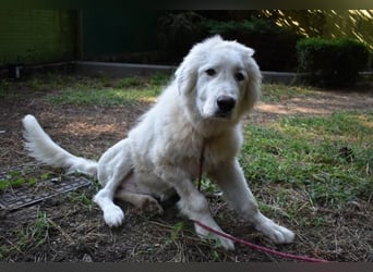 Leofric - Kleiner Löwe hat Großes vor