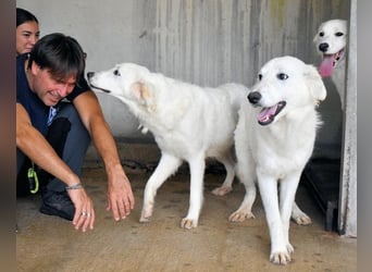 Harriette - weiß, es wird einmal ein Wunder gescheh'n