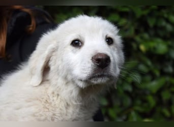 Hirion - So kleine Herzen...