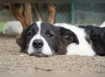 Uriel -  Zeigst du mir den Weg?