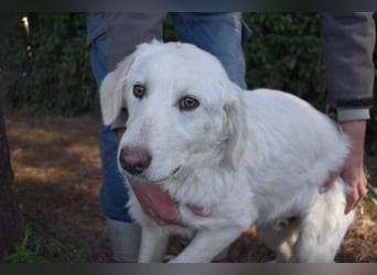 Sylvain - So jung und so chancenlos ...