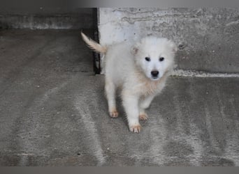 Cairox - SOS - Weiß jemand, was aufpassen eigentlich heißt?