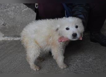 Clyro - SOS - Weiß jemand, was aufpassen eigentlich heißt ?