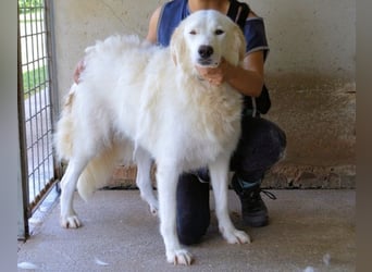 Kandie - Allein im Grau