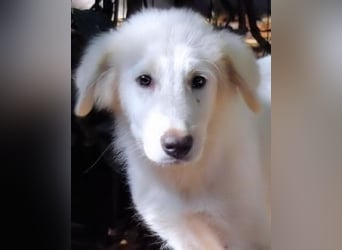 Cedro - Verständnis, Liebe & Geduld!