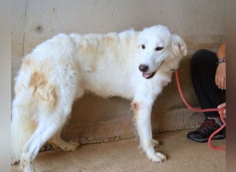 Habriel - weiß, es wird einmal ein Wunder gescheh'n