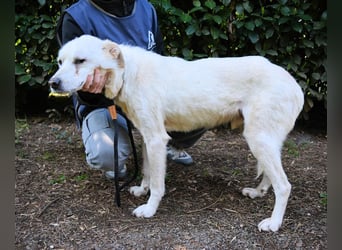 Talete - NOTFALL - Wenn man ehrlich ist