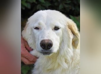 Kandie - Allein im Grau