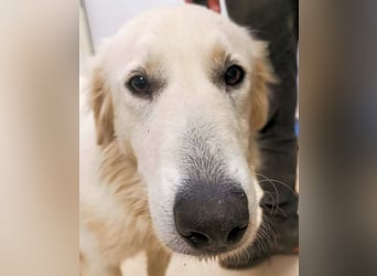 Ariotte - Weiße Schönheit liebt Menschen und sucht Dich!