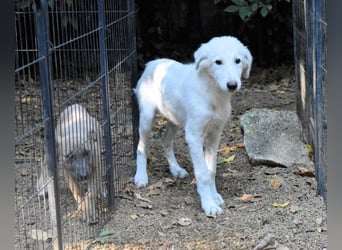 Caldendula - Was noch nicht ist, kann immer noch werden!