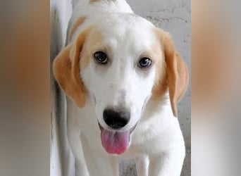 Briselda - Von Sinnen