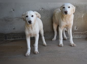 Roderico - Für diese traurige Geschicht...