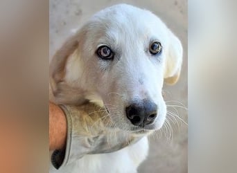 Barry - Vertrauen will gelernt sein.....