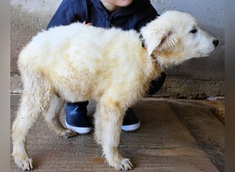 Clyro - SOS - Weiß jemand, was aufpassen eigentlich heißt ?