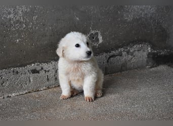 Cilwen - SOS - Weiß jemand, was aufpassen eigentlich heißt ?