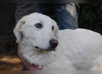 Sylvain - So jung und so chancenlos ...