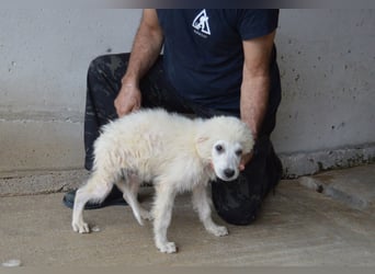 Garth - Kannst du machen, dass es nicht so lange dauert?