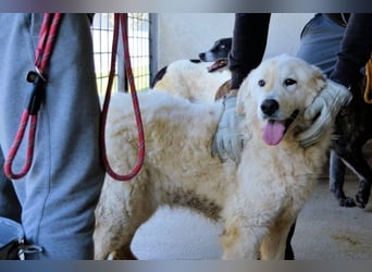 Imeria - Vielleicht bin ich dein leises Ja?