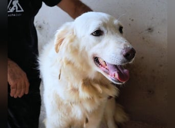 Harriette - weiß, es wird einmal ein Wunder gescheh'n