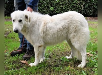 Ariotte - Weiße Schönheit liebt Menschen und sucht Dich!