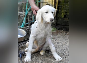 Rafael - Weiß, klug und wunderschön