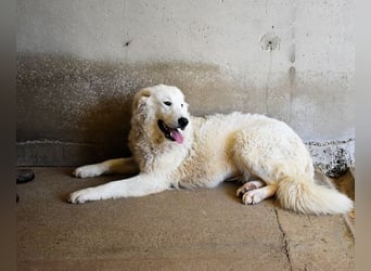 Ulli - Nichts wie raus hier!