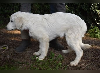 Syrio - So jung und so chancenlos ..