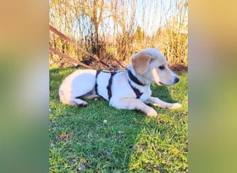 Neve - vorsichtig, anhänglich und bereit zu vertrauen