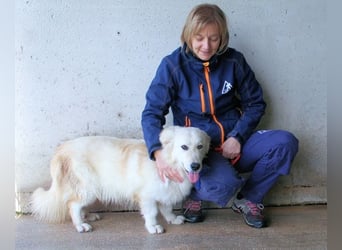 Ricoardo - Kleiner Hund ganz groß