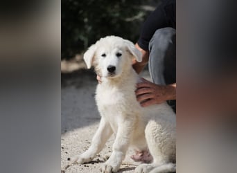Fiete - der vergessene Hundejunge