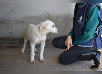 Roderico - Für diese traurige Geschicht...