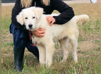 Garth - Kannst du machen, dass es nicht so lange dauert?