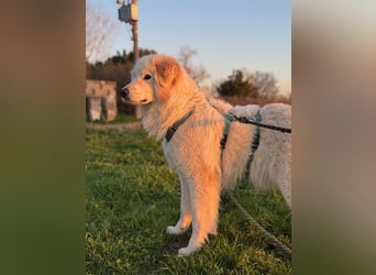 Caramel - ein sanfter Junge auf der Suche nach Vertrauen