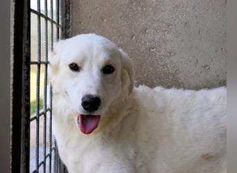 Habriel - weiß, es wird einmal ein Wunder gescheh'n