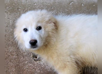 Cairox - SOS - Weiß jemand, was aufpassen eigentlich heißt?