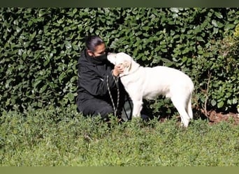 Talete - NOTFALL - Wenn man ehrlich ist