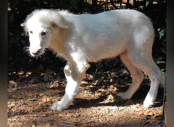 Cedro - Verständnis, Liebe & Geduld!